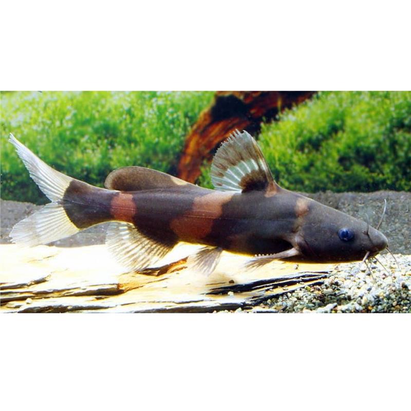 Leiocassis siamensis Eight Barbels Loach  Barred - imagine 3